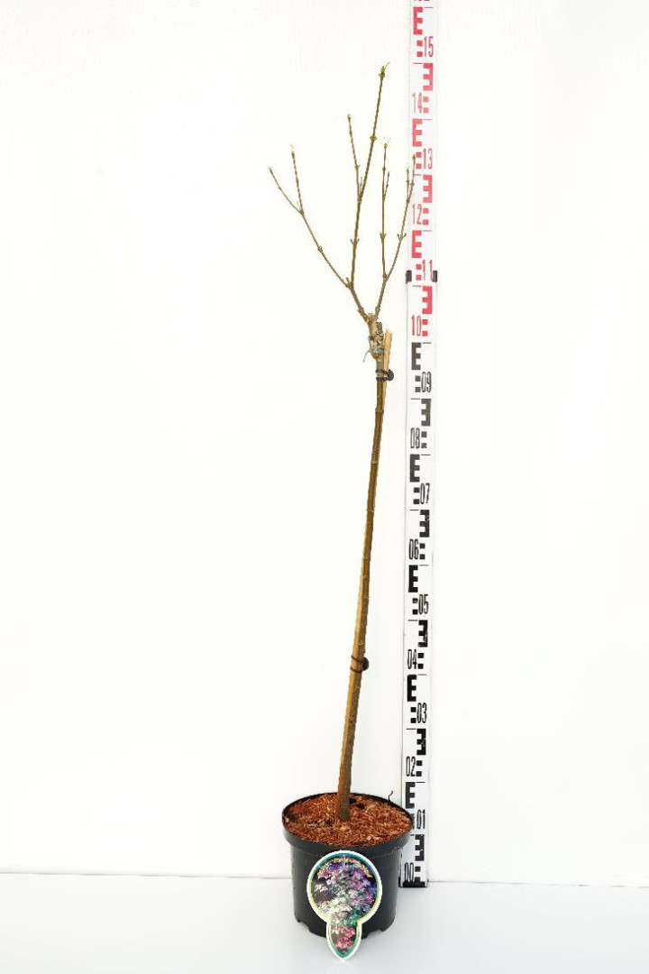Klevas platanalapis (Lot Acer pseud.) 'Simon-Louis Frères' C5/P23 STIEBAS 80 CM