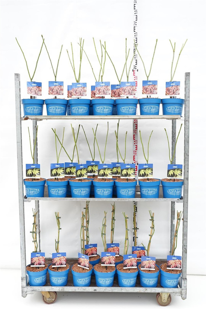 Klevas MIX (Lot Acer)  C3/P19 40-50 CM Blue Jack Frost® Container 3x21 'Artic Jade', 'Ice Dragon' & 'North Wind'