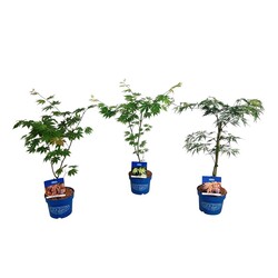 Klevas MIX (Lot Acer)  C3/P19 40-50 CM Blue Jack Frost® Container 3x21 'Artic Jade', 'Ice Dragon' & 'North Wind' - nuotrauka 2