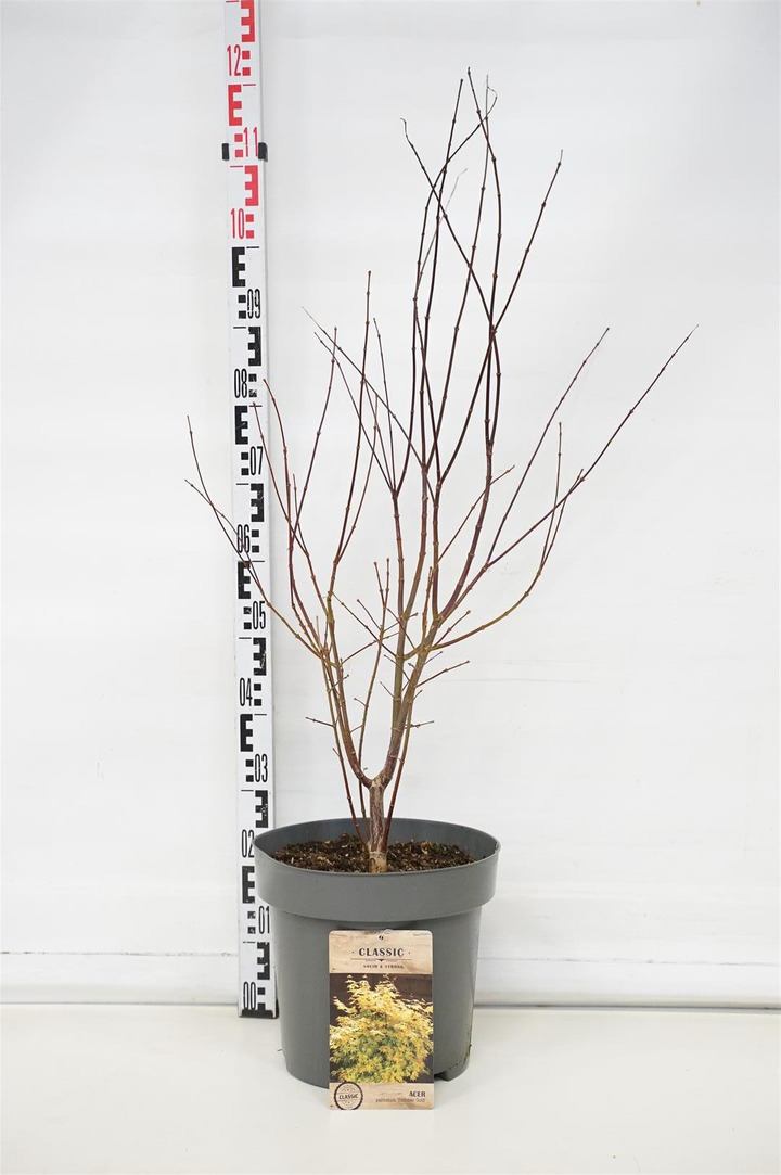 Klevas plaštakinis (Lot Acer pal.) 'Summer Gold' C12 80-100 CM | KLEVAI | MEDŽIAI