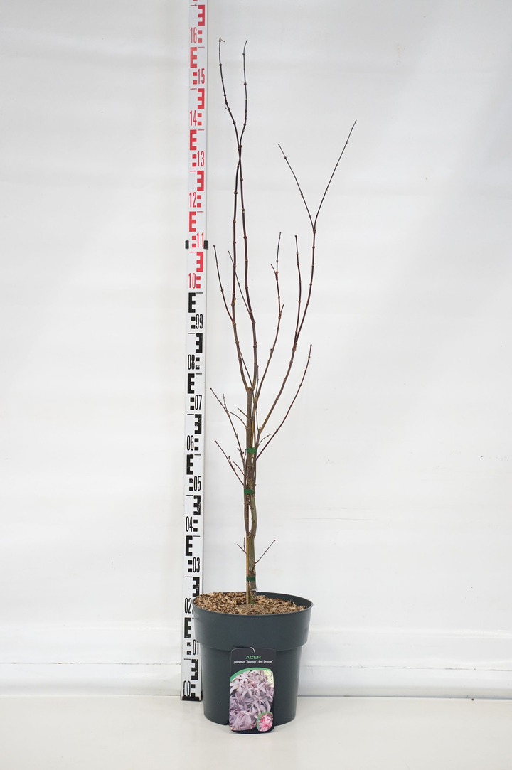 Klevas plaštakinis (Lot Acer pal.) 'Twombly's Red Sentinel' C12 80-100 CM | KLEVAI | MEDŽIAI