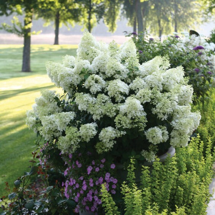 Šluotelinė Hortenzija (Lot Hydrangea Paniculata) 'Bobo'® Dydis C5-HORTENZIJOS-KRŪMAI