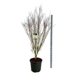 Klevas plaštakinis (Lot Acer pal.) 'Tsukasa Silhouette' C55 175-200 CM EXTRA - nuotrauka 1