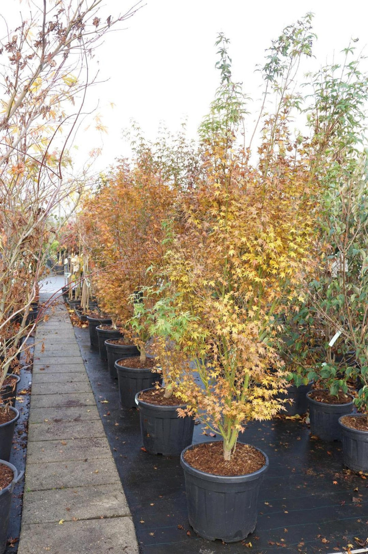 Klevas plaštakinis (Lot Acer pal.) 'Tsukasa Silhouette' C55 175-200 CM EXTRA
