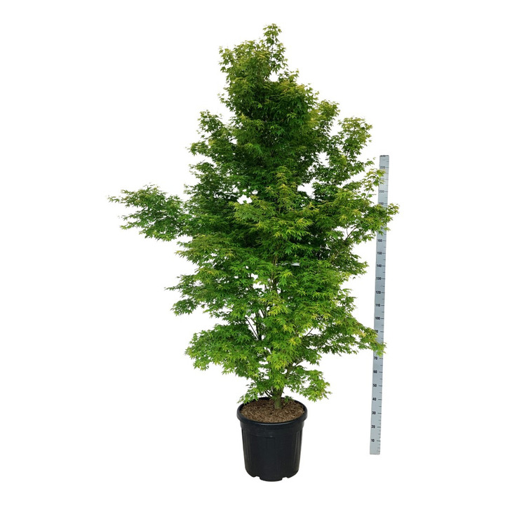 Klevas plaštakinis (Lot Acer pal.) 'Tsukasa Silhouette' C55 200-225 CM EXTRA