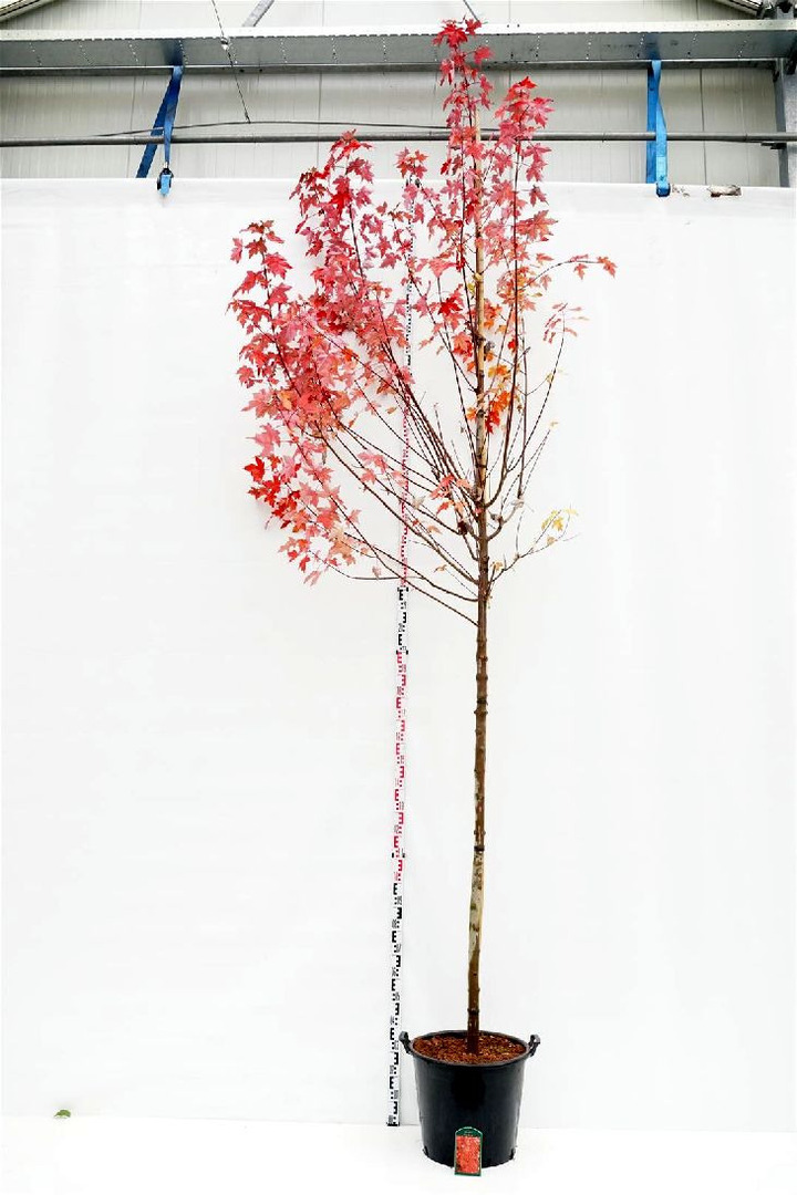 Klevas raudonasis (Lot Acer rubrum) 'Brandywine' C50 KAMIENO APIMTIS 12-14 CM STANDARD