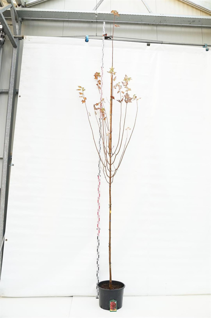 Klevas raudonasis (Lot Acer rubrum) 'Sun Valley' C35 KAMIENO APIMTIS 6-8 CM STANDARD