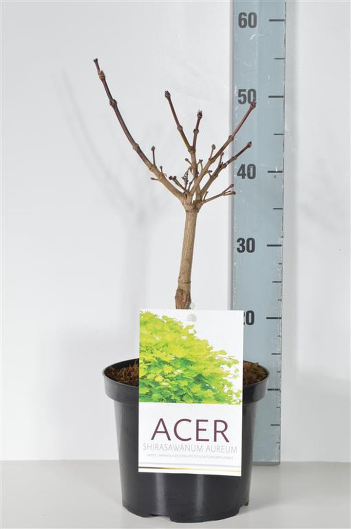 Klevas geltonasis  (Lot Acer shirasawanum) 'Aureum' C4/P21 25-30 CM