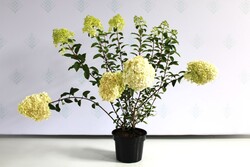 Šluotelinė Hortenzija (Lot Hydrangea Paniculata) 'Bobo'® Dydis C5 - nuotrauka 2