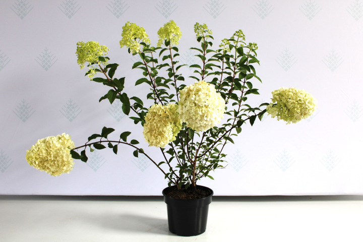 Šluotelinė Hortenzija (Lot Hydrangea Paniculata) 'Bobo'® Dydis C5-HORTENZIJOS-KRŪMAI