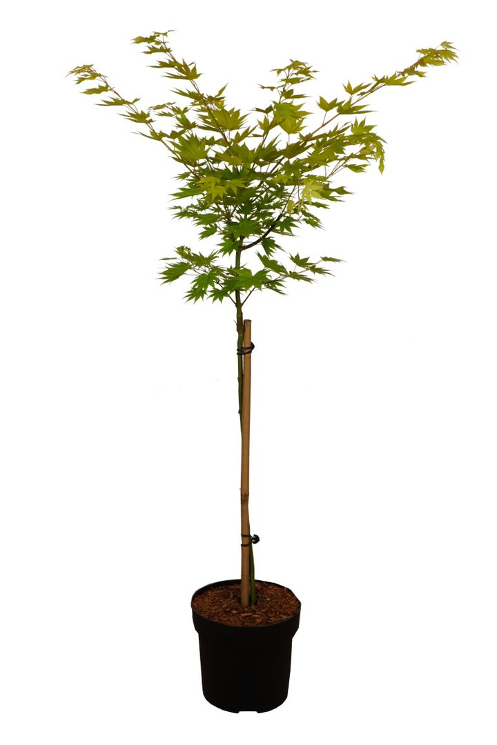 Klevas geltonasis  (Lot Acer shirasawanum) 'Jordan' C5/P23 STIEBAS 60 CM