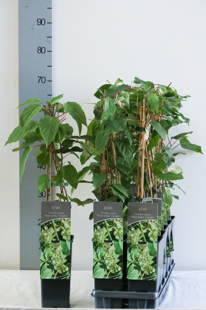 Aktinidija smailialapė (Lot Actinidia arguta) 'Prince Jumbo' P17 40-60 CM 3 STICK | AKTINIDIJOS | VAISMEDŽIAI - VAISKRŪMIAI