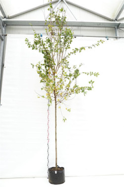 Klevas totorinis - ginnalinis (Lot Acer tataricum)  C25 KAMIENO APIMTIS 10-12 CM  STANDARD