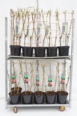Aktinidijos MIX (Lot Actinidia)  17x 'Issai' & 'Ken's Red' & 17x 'Muscat Blue' & 'Bianca'  C7,5/P26 ESPALIER