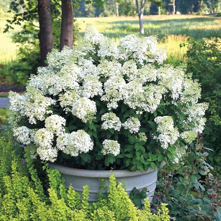 Šluotelinė Hortenzija (Lot Hydrangea Paniculata) 'Bobo'® Dydis C5-HORTENZIJOS-KRŪMAI