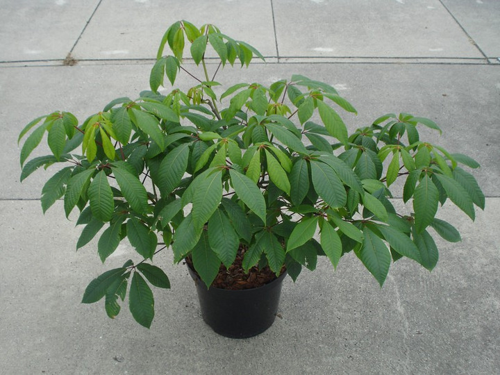 Kaštonas smulkiažiedis (Lot Aesculus parviflora) C12 60-80 CM | KAŠTONAI | MEDŽIAI