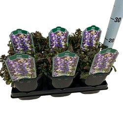 Vaisgina šliaužiančioji (Lot Ajuga rept.) 'Chocolate Chip' C2/P17 - nuotrauka 1