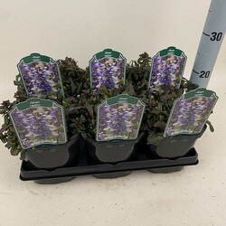 Vaisgina šliaužiančioji (Lot Ajuga rept.) 'Chocolate Chip' C2/P17 - nuotrauka 2