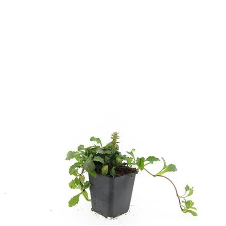 Vaisgina šliaužiančioji (Lot Ajuga reptans)  P9 JAUNI AUGALAI
