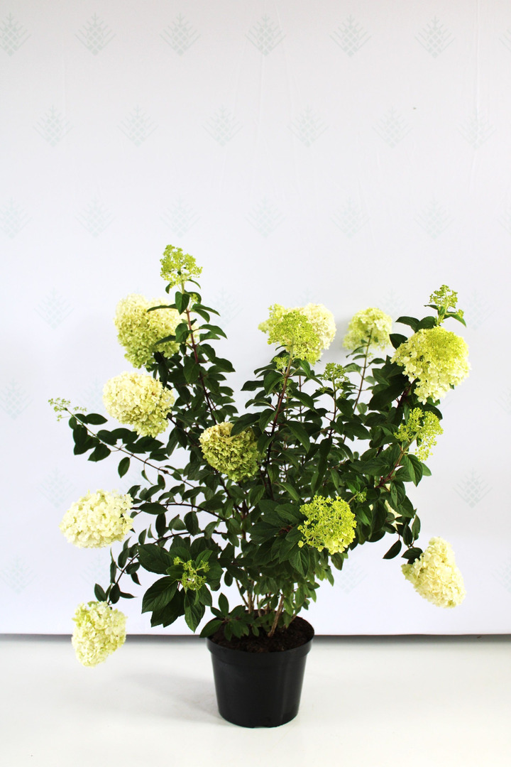 Šluotelinė Hortenzija (Lot Hydrangea Paniculata) 'Bobo'® Dydis C5-HORTENZIJOS-KRŪMAI