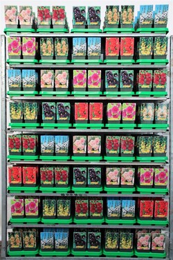 Piliarožė MIX (Lot Alcea in)  P11 - nuotrauka 1