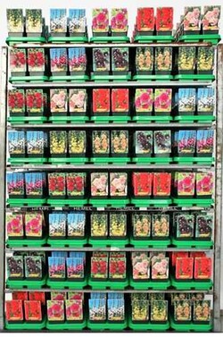 Piliarožė MIX (Lot Alcea in)  P11 - nuotrauka 2