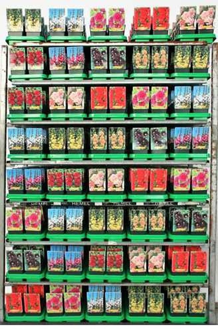 Piliarožė MIX (Lot Alcea in)  P11