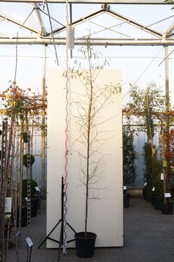 Juodalksnis (Lot Alnus glutinosa) 'Imperialis' C25 KAMIENO APIMTIS 6-8 CM STANDARD