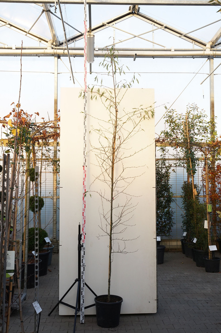 Juodalksnis (Lot Alnus glutinosa) 'Imperialis' C25 KAMIENO APIMTIS 6-8 CM STANDARD