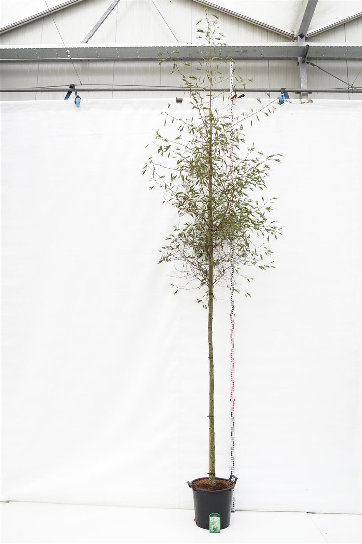 Juodalksnis (Lot Alnus glutinosa) 'Imperialis' C35 KOTO APIMTIS 12-14 CM | JUODALKSNIS | ALKSNIS