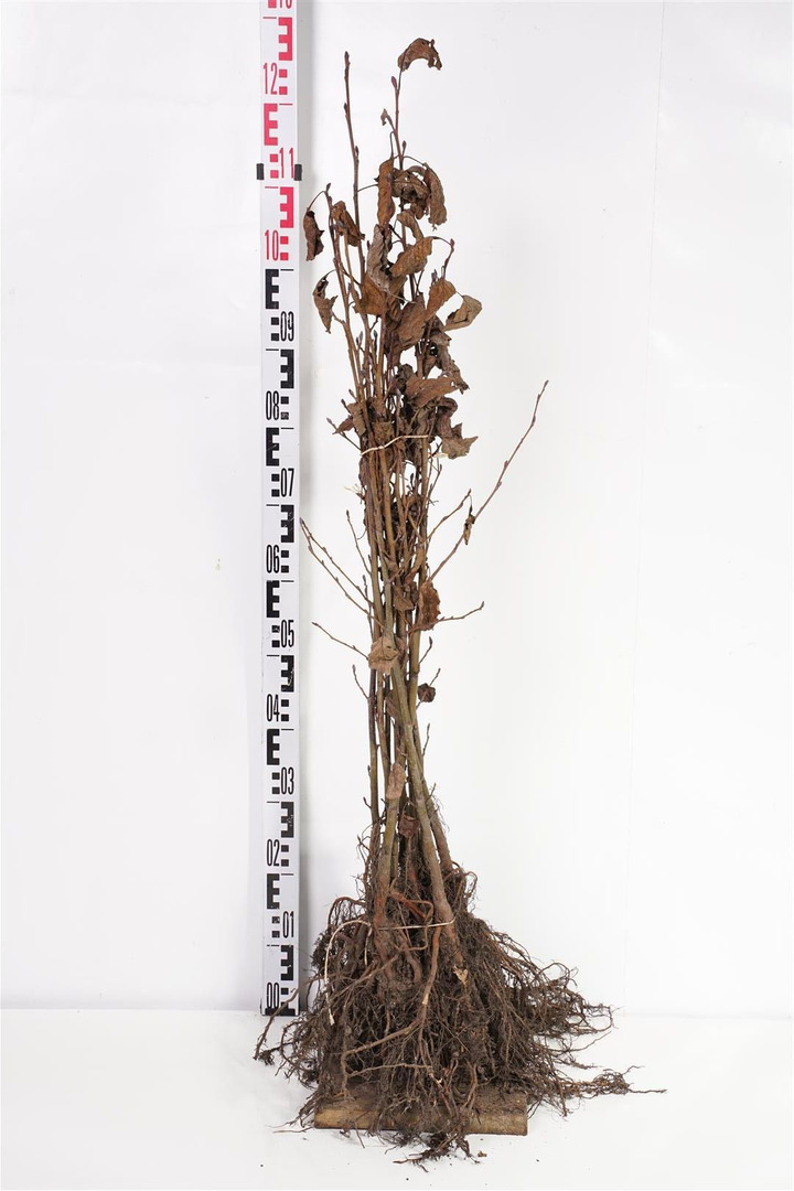 Juodalksnis (Lot Alnus glutinosa)  1+1 60-100 CM