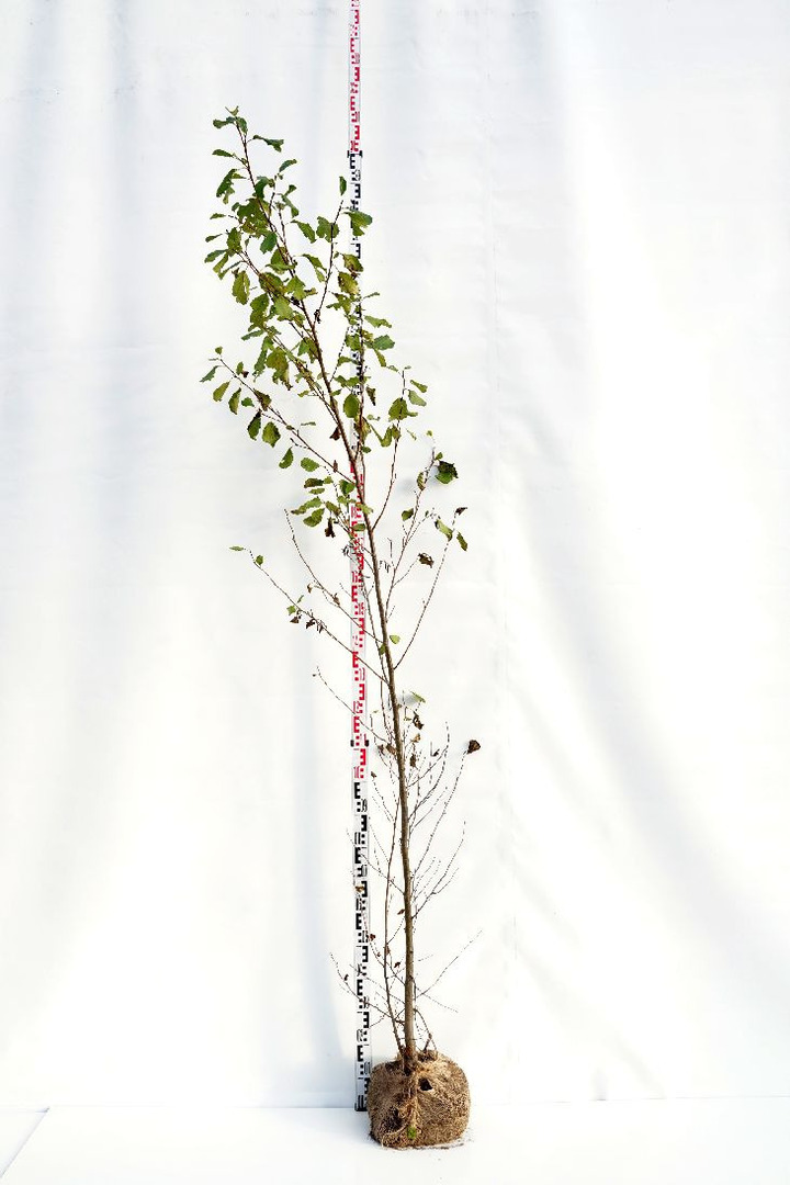 Juodalksnis (Lot Alnus glutinosa)  200-250 CM BR