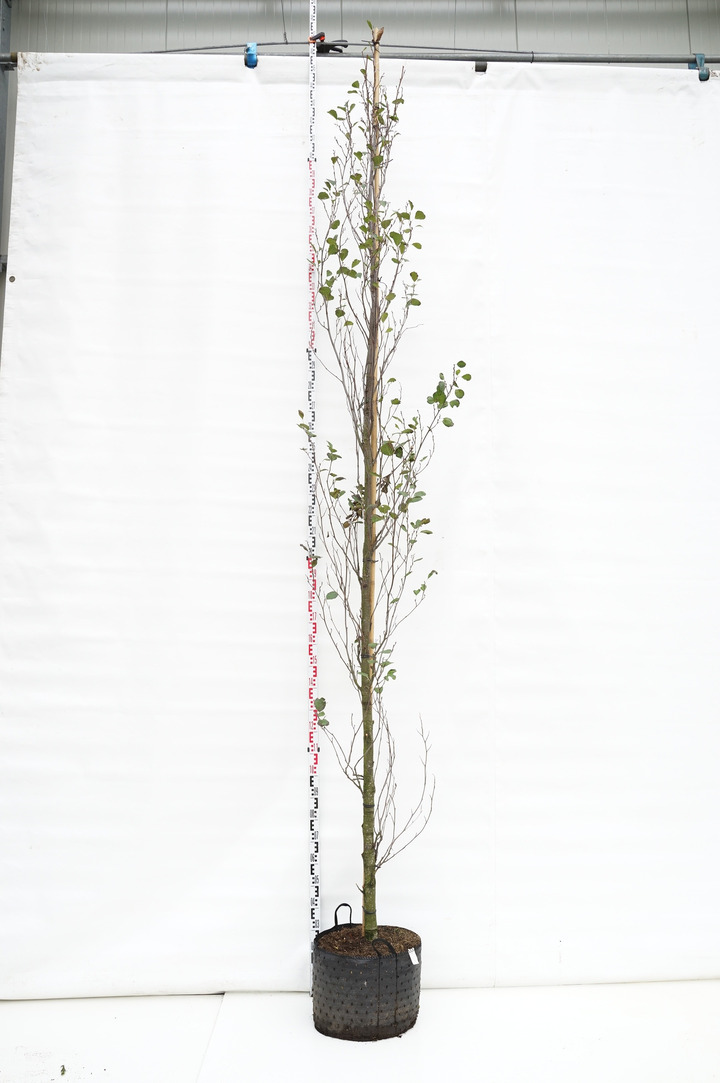 Juodalksnis (Lot Alnus glutinosa) 'Pyramidalis' C25 KAMIENO APIMTIS 10-14 CM