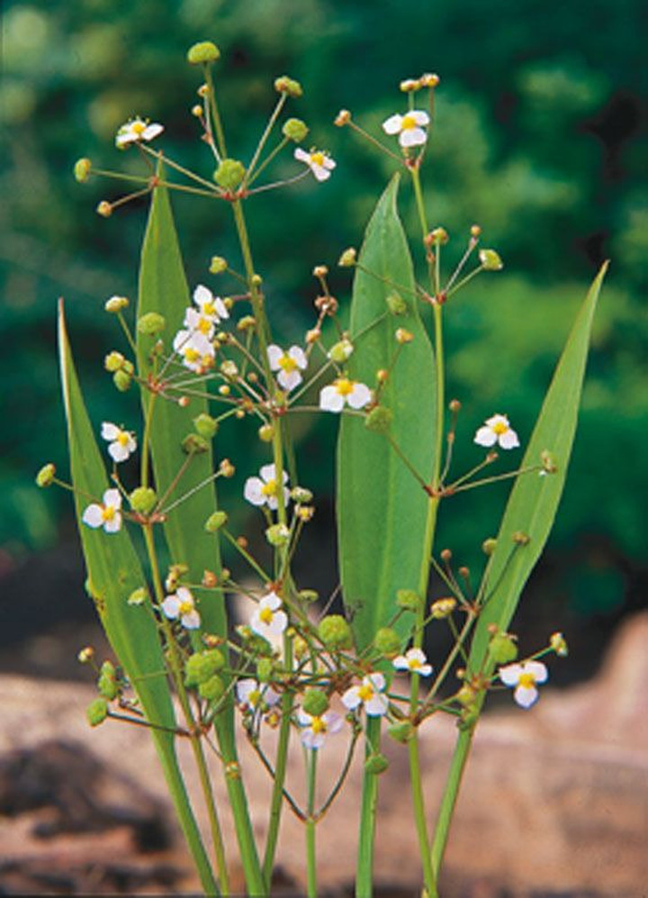 Dumblialaiškis lacentinis (Lot Alisma lanceolatum) P9 | DUMBLIALAIŠKIAI | VANDENS IR PAKRANČIŲ AUGALAI