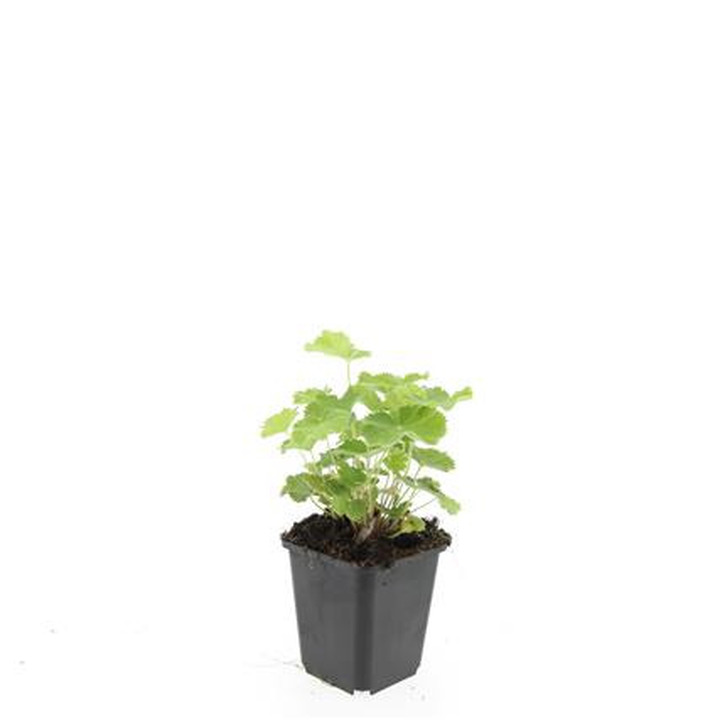 Rasakila švelnioji (Lot Alchemilla mollis) P9 | RASAKILOS | DAUGIAMETĖS GĖLĖS