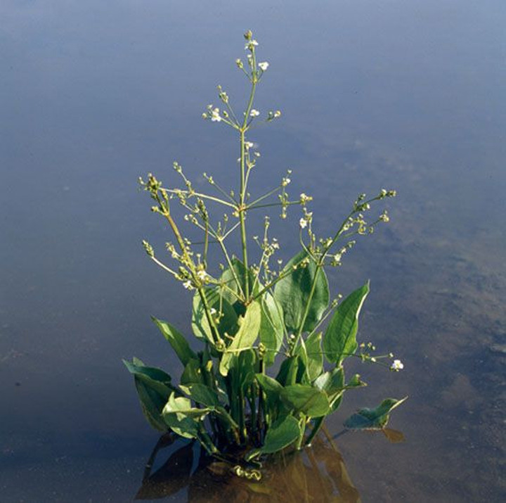 Gyslotinis dumblialaiškis (Lot Alisma plantago-aquatica) P9 | DUMBLIALAIŠKIAI | VANDENS IR PAKRANČIŲ AUGALAI