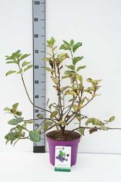 Medlieva alksnialapė (Lot Amelanchier aln.) 'Greatberry® Garden' C4/P21 50-60 CM | MEDLIEVOS | VAISMEDŽIAI - VAISKRŪMIAI