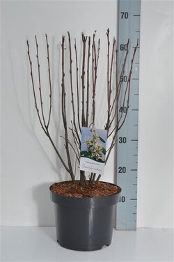 Medlieva alksnialapė (Lot Amelanchier aln.) 'Obelisk' C5/P23 50-60 CM | MEDLIEVOS | VAISMEDŽIAI - VAISKRŪMIAI