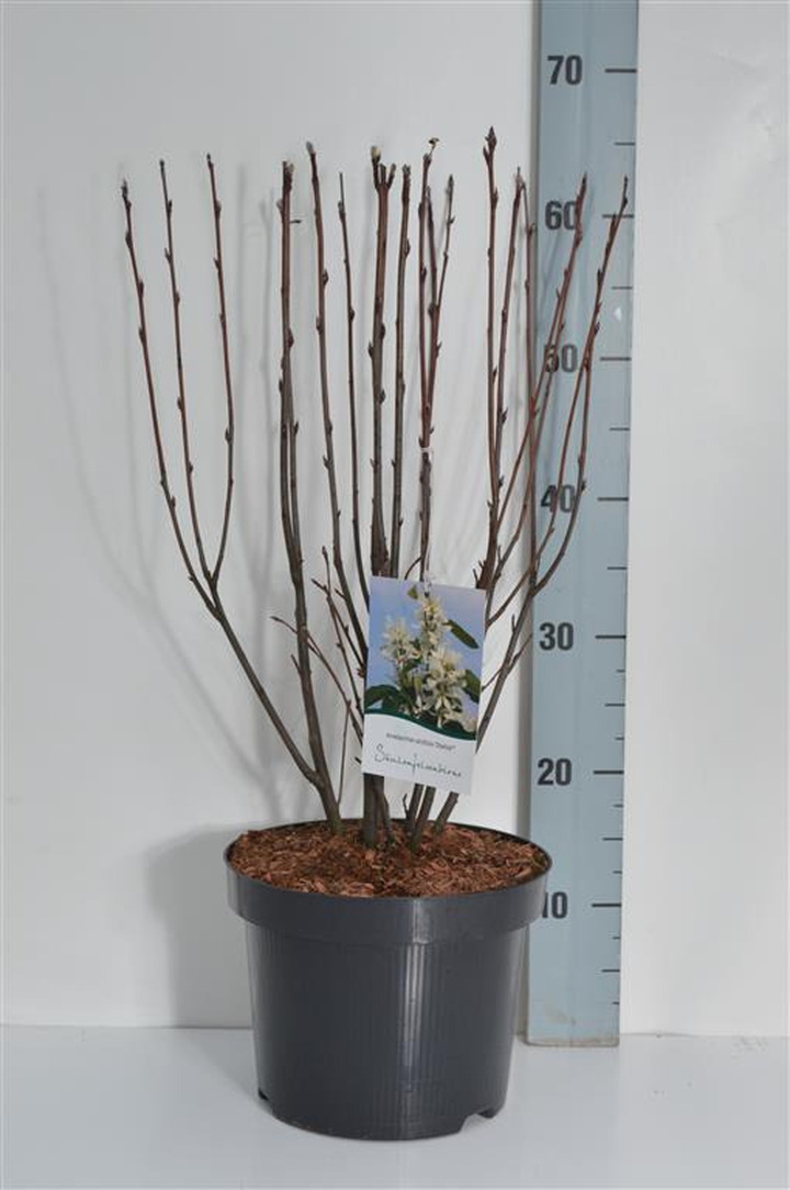 Medlieva alksnialapė (Lot Amelanchier aln.) 'Obelisk' C5/P23 50-60 CM | MEDLIEVOS | VAISMEDŽIAI - VAISKRŪMIAI