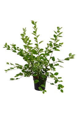 Medlieva lamarko (Lot Amelanchier lamarckii)  C4/P21 50-60 CM