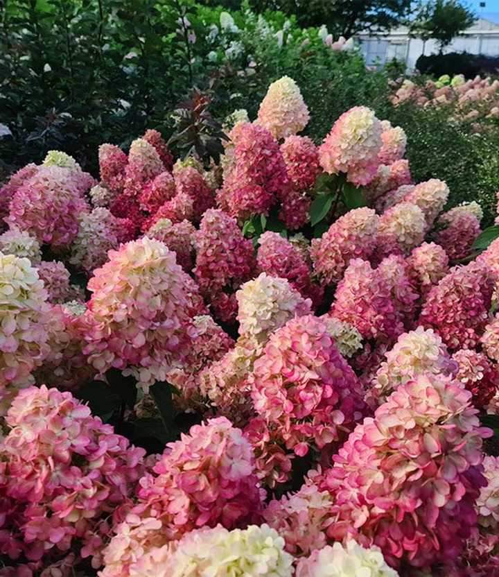 Šluotelinė Hortenzija (Lot Hydrangea Paniculata) 'Bonfire'® Dydis C3-HORTENZIJOS-KRŪMAI
