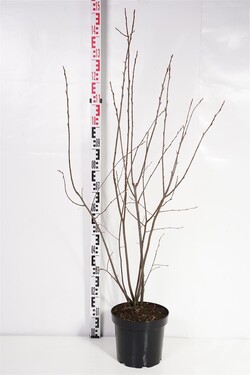 Medlieva lamarko (Lot Amelanchier lamarckii) C7,5/P26 125-150 CM | MEDLIEVOS | VAISMEDŽIAI - VAISKRŪMIAI
