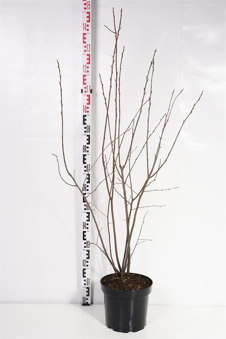 Medlieva lamarko (Lot Amelanchier lamarckii) C7,5/P26 125-150 CM | MEDLIEVOS | VAISMEDŽIAI - VAISKRŪMIAI