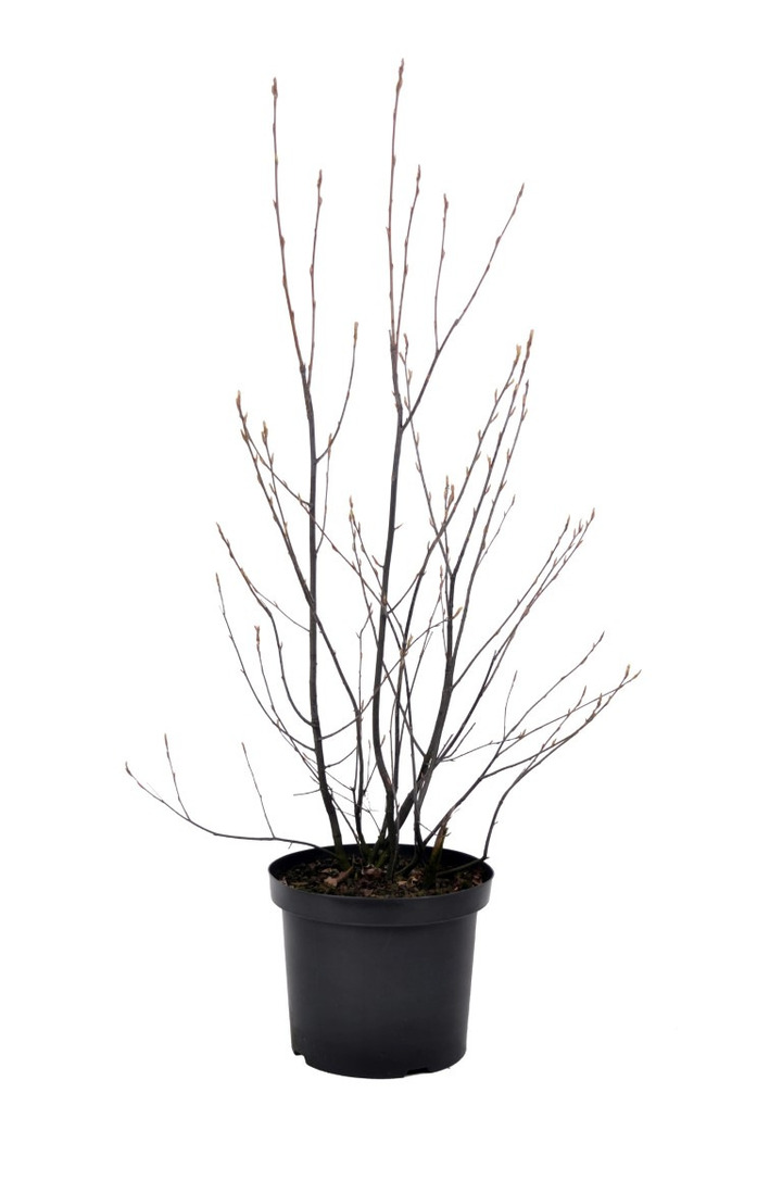Medlieva lamarko (Lot Amelanchier lamarckii) C10 80-100 CM | MEDLIEVOS | VAISMEDŽIAI - VAISKRŪMIAI
