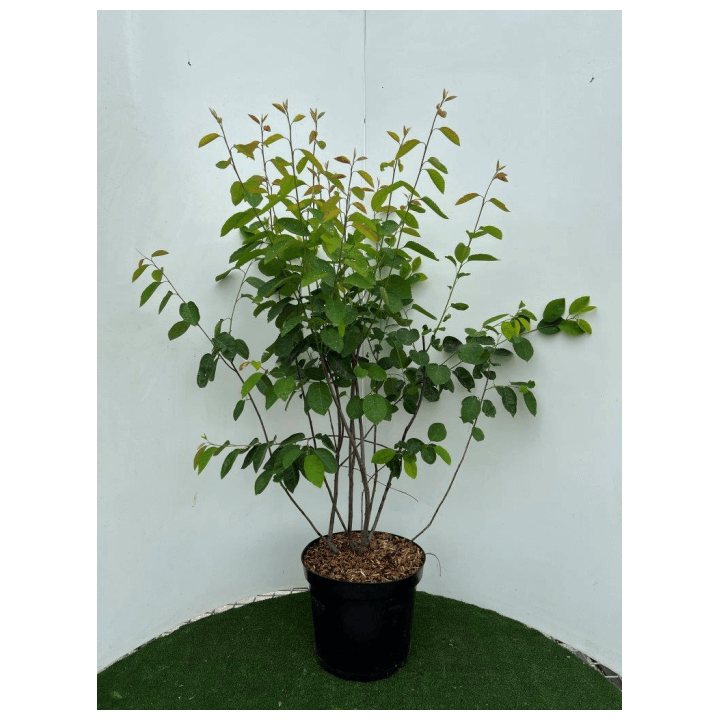Medlieva lamarko (Lot Amelanchier lamarckii) C12 80-100 CM | MEDLIEVOS | VAISMEDŽIAI - VAISKRŪMIAI