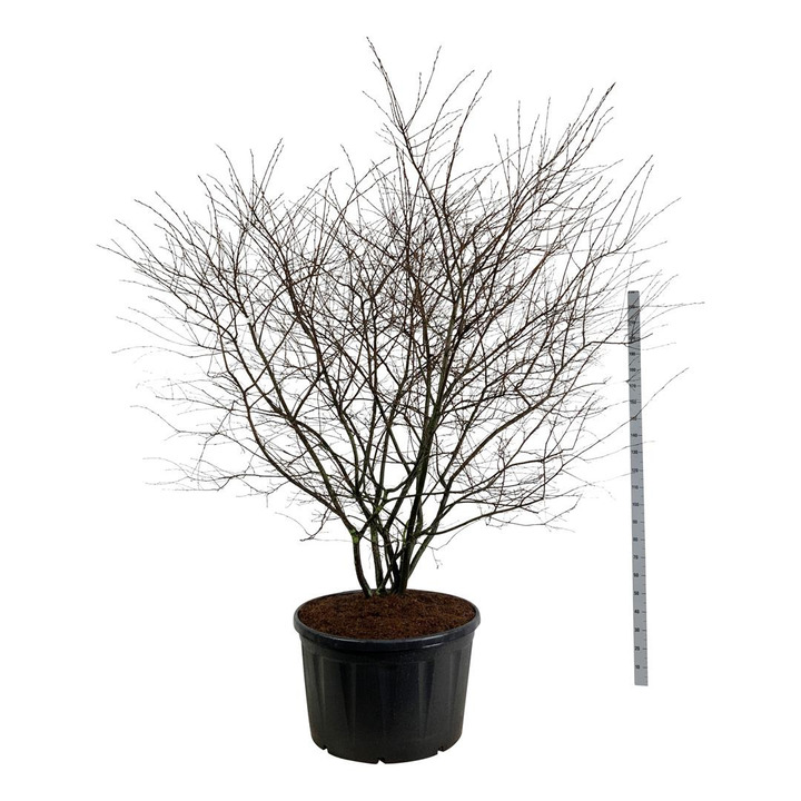 Medlieva lamarko (Lot Amelanchier lamarckii) C285 225-250 CM FORMUOTA | MEDLIEVOS | VAISMEDŽIAI - VAISKRŪMIAI