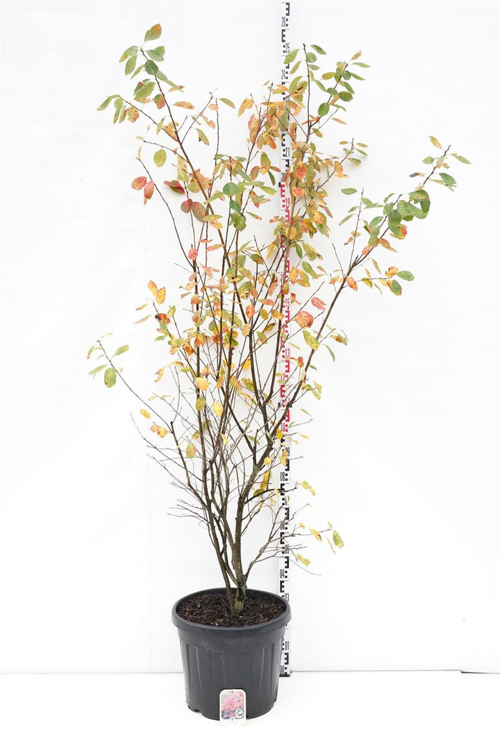 Medlieva lamarko (Lot Amelanchier lamarckii) C45 175-200 CM | MEDLIEVOS | VAISMEDŽIAI - VAISKRŪMIAI