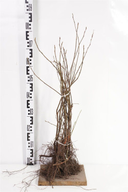 Medlieva lamarko (Lot Amelanchier lamarckii)  1+1 40-60 CM