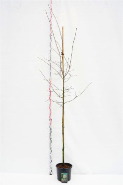Medlieva lamarko (Lot Amelanchier lamarckii) C15 KAMIENO APIMTIS 6-8 CM STANDARD | MEDLIEVOS | VAISMEDŽIAI - VAISKRŪMIAI