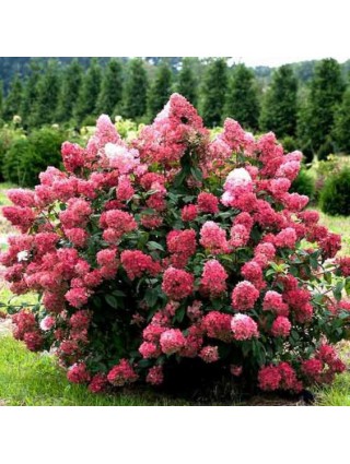 Šluotelinė Hortenzija (Lot Hydrangea Paniculata) 'Candelight'® Dydis C3-HORTENZIJOS-KRŪMAI